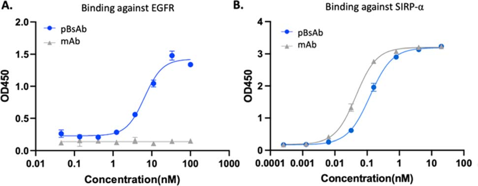 Macrophage-engaging peptidic bispecific antibodies（pBsAbs）for immunotherapy via a facile bioconjugation strategy